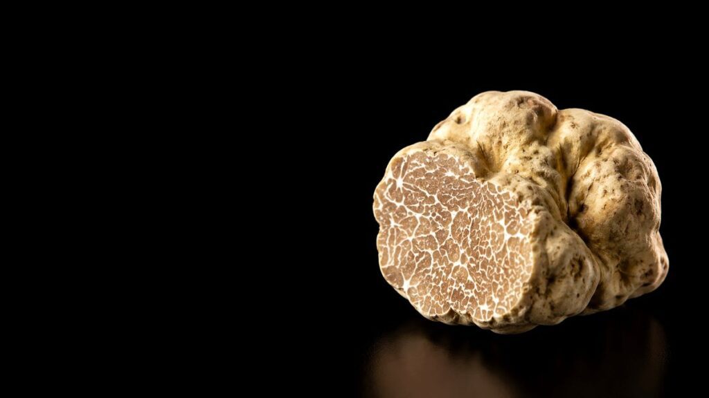 Vue truffe blanche